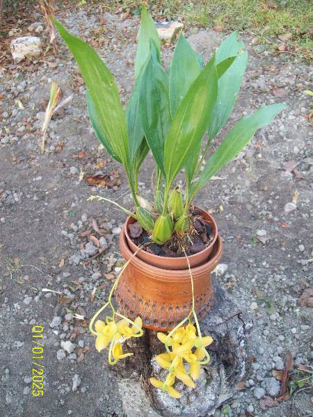 Gongora - cała 2011.jpg