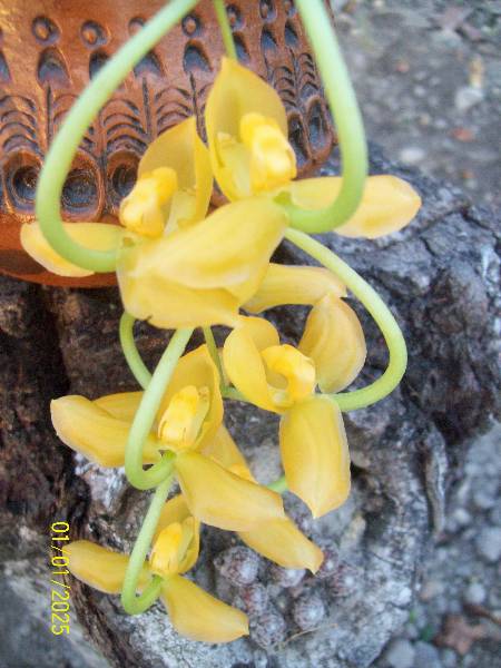 dłuższy kw.gongory 2011.jpg