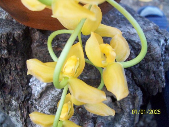 kwiaty Gongory w zbliżeniu 2011.jpg