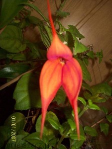 kwiat pierwszy od 7.12.2011_zmniejszacz-pl_578448.jpg