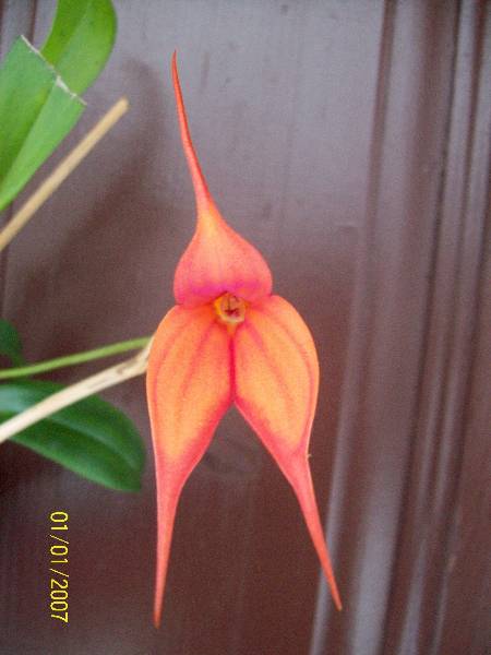 najpiękniejsze zdjęcie pierwszego kwiatu.jpg