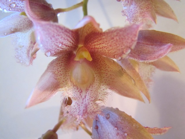 Clowesia rosea x Catasetum osculatum.JPG