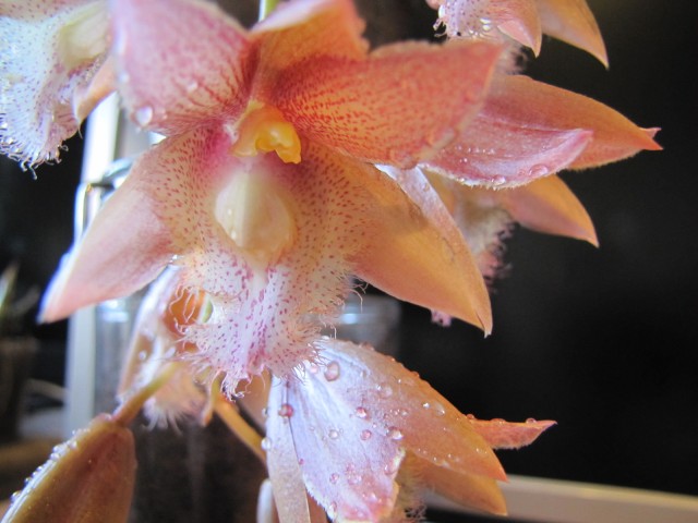 Clowesia rosea x Catasetum osculatum 2.JPG