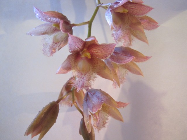 Clowesia rosea x Catasetum osculatum 3.JPG