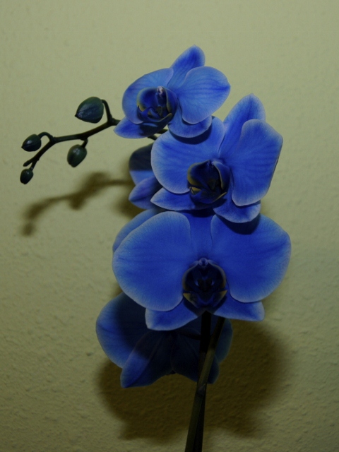 _DSC1609(1) (480x640).jpg