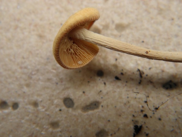 fot_4.jpg