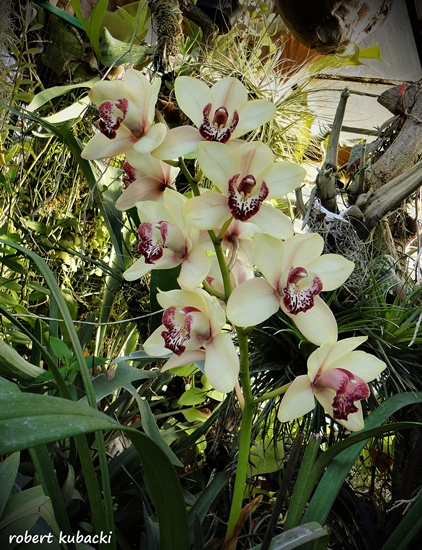 550-a010.jpg