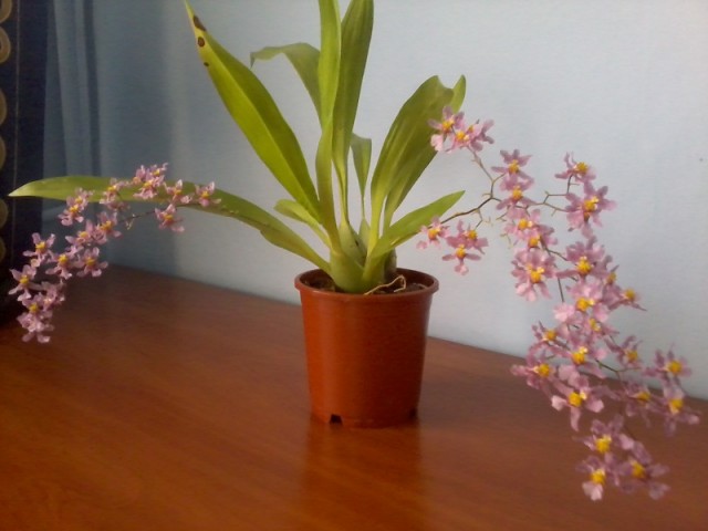 Zdjęcie0388 - Kopia.jpg