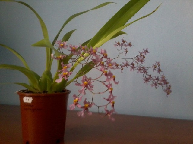 Zdjęcie0389 - Kopia.jpg