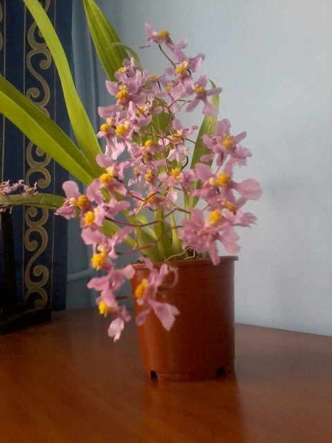 Zdjęcie0387 - Kopia.jpg