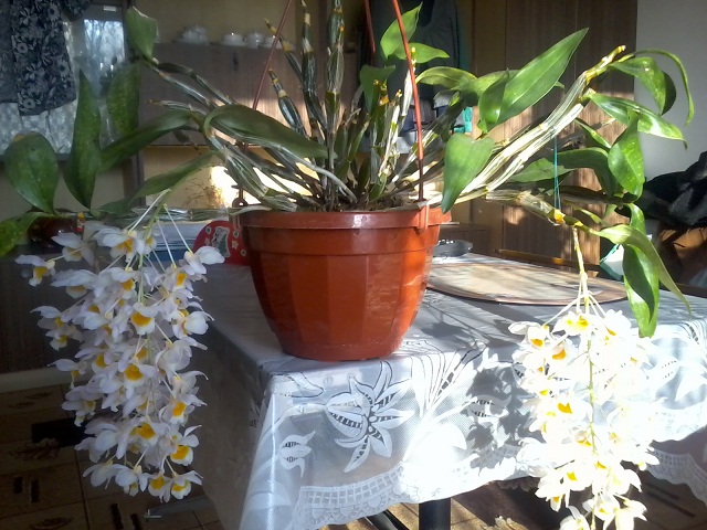 Zdjęcie0376 - Kopia.jpg