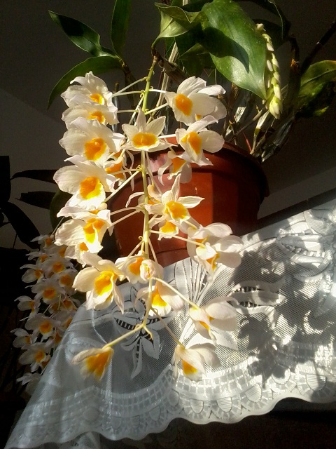 Zdjęcie0378 - Kopia.jpg