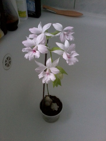 Zdjęcie0319 - Kopia.jpg