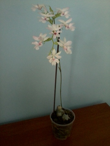 Zdjęcie0323 - Kopia.jpg