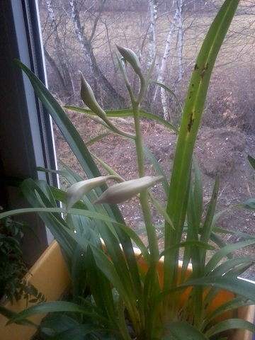 Zdjęcie0391 - Kopia.jpg