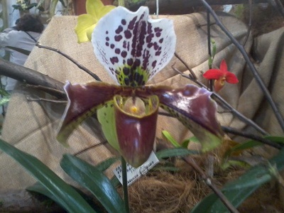 Zdjęcie0273 - Kopia.jpg