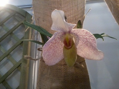 Zdjęcie0280 - Kopia.jpg