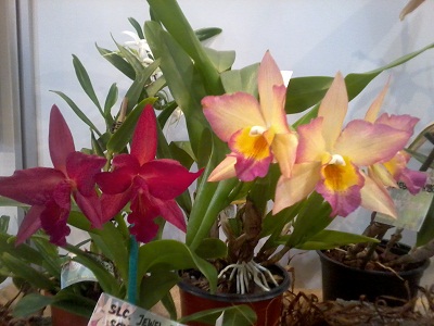 Zdjęcie0282 - Kopia.jpg