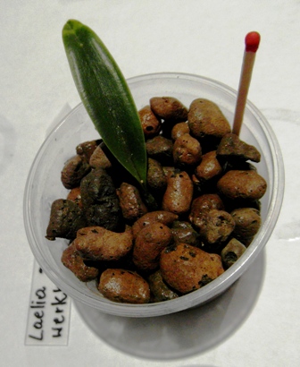 SAM_2796 - Kopia.JPG