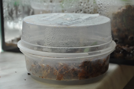 DSC_0508 - Kopia.JPG