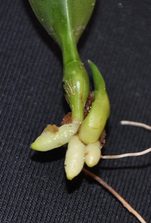 DSC_0519 - Kopia.JPG