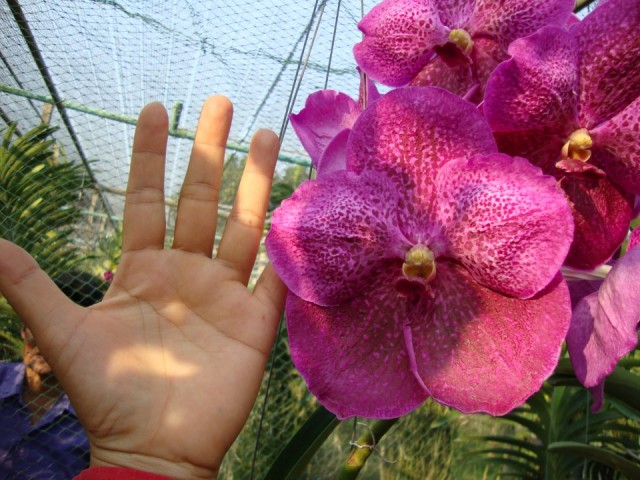 Giant_vanda.jpg