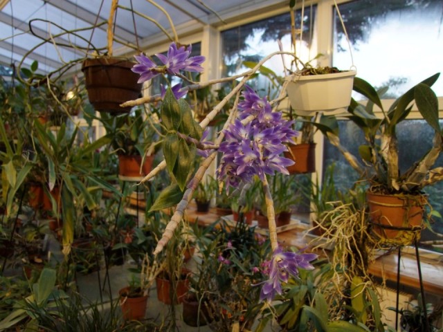 Dendrobium victoria-reginae..jpg