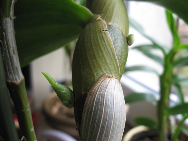 IMG_0729.JPG (331.16 KiB) Przeglądane 6282 razy IMG_0729.JPG