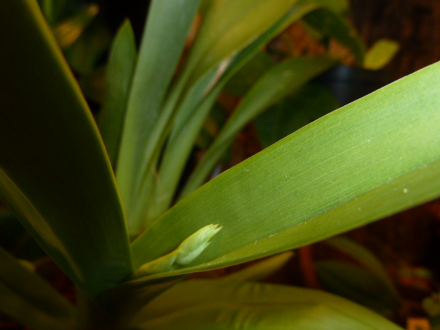 Moltonia31.JPG