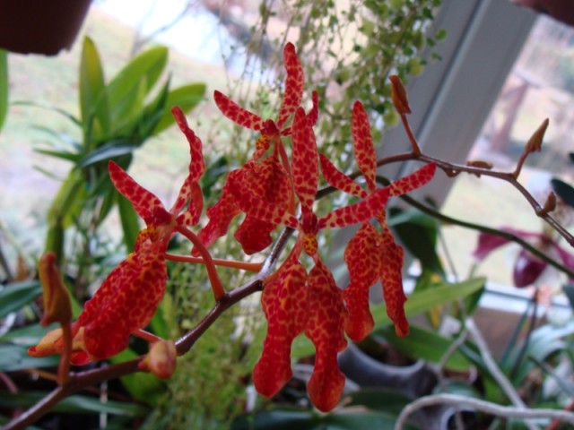 Renanthera.JPG