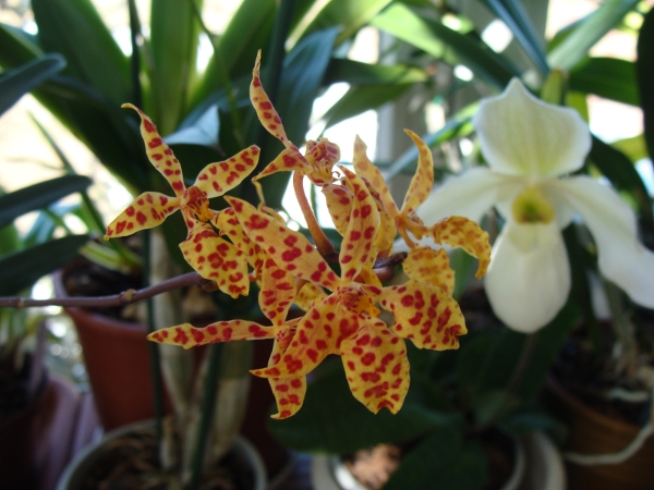 Renanthera monachica.JPG