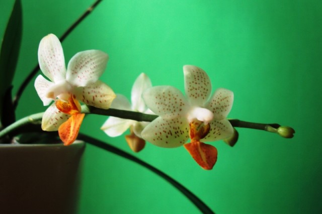 Mini Mark zbliżenie.jpg