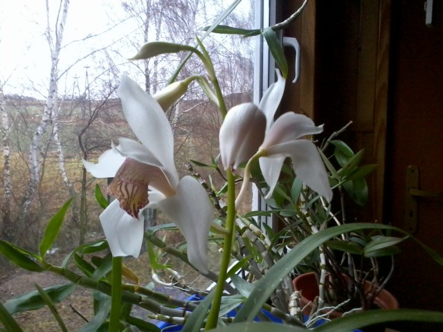 Zdjęcie0400_001.jpg (611.95 KiB) Przeglądane 4766 razy Zdjęcie0400_001.jpg