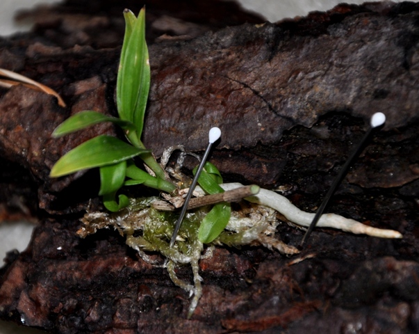 DSC_0944 - Kopia.JPG