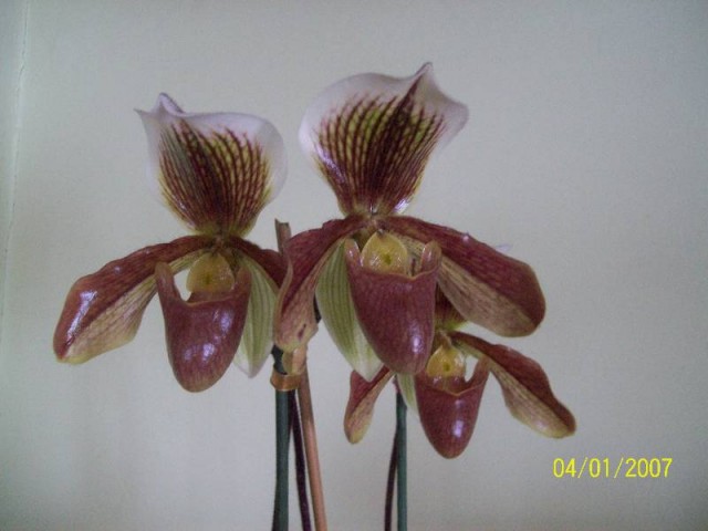 Najjaśniejszy pan.jpg