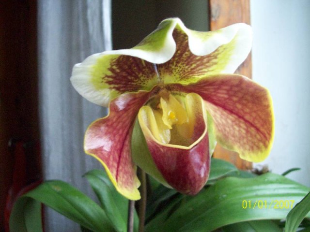 Mieszaniec amerykański.jpg