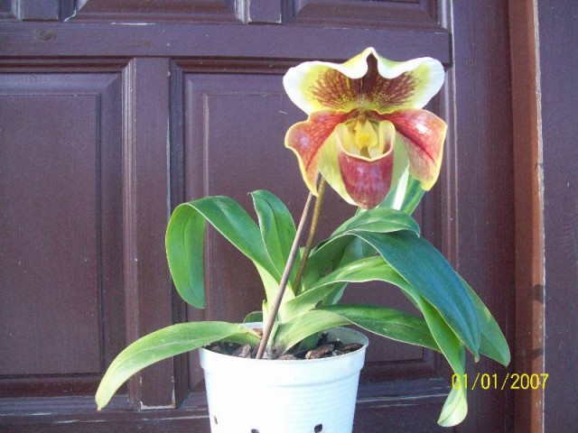 Mieszaniec amerykański 4.jpg