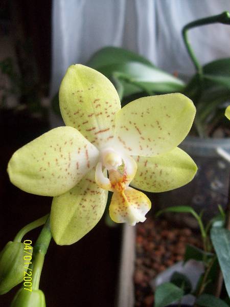 Poj.kwiat phalaenopsis mix.jpg
