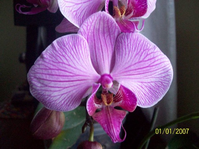 poj,kwiat falenopssa.jpg