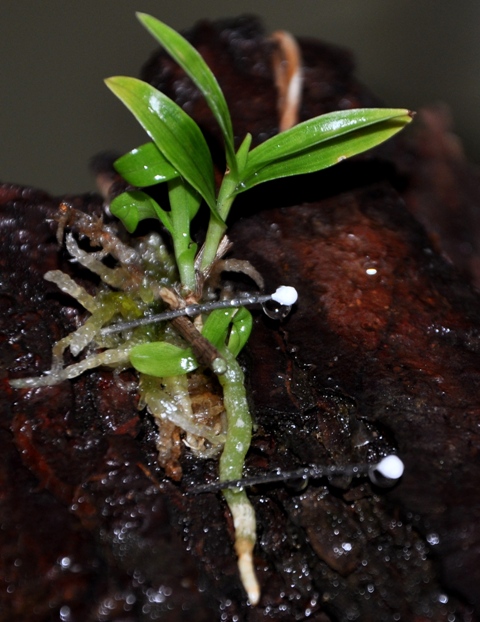 DSC_0952 - Kopia.JPG