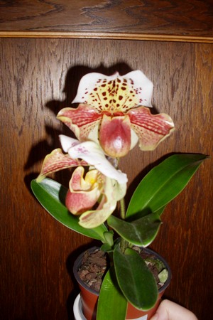 zima luty 2011 013.jpg