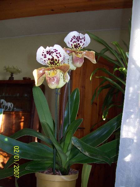 Amerykańce 2011.jpg