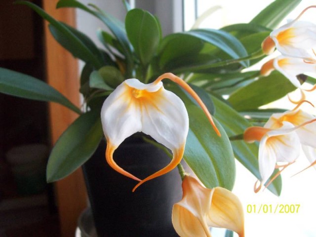 Pojedyńczy kwiat Masdevallia Aquarius.jpg