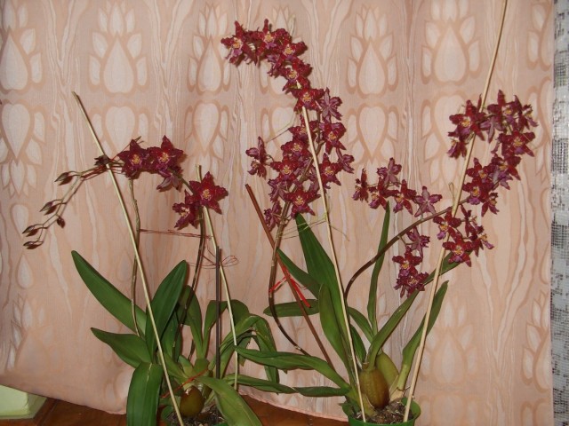 DSCF5148 (1424 x 1068).jpg