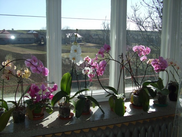 DSCF6685 (1424 x 1068).jpg