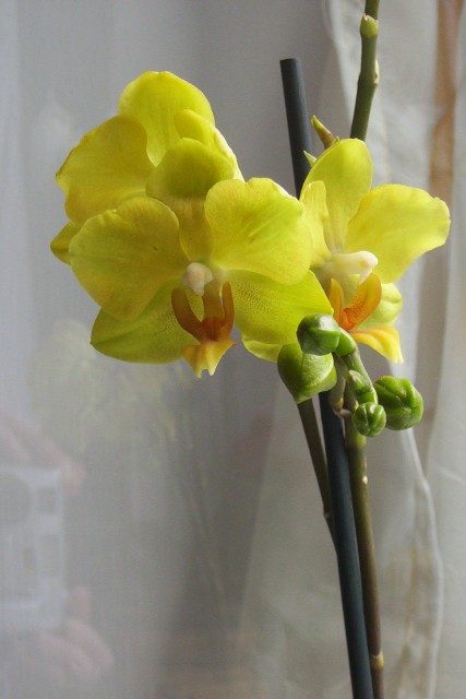 11Maj 2009storczyki 005.jpg