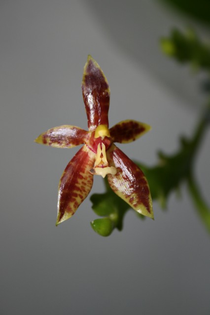 Phal.cornu-cervi (nomi) 003.JPG
