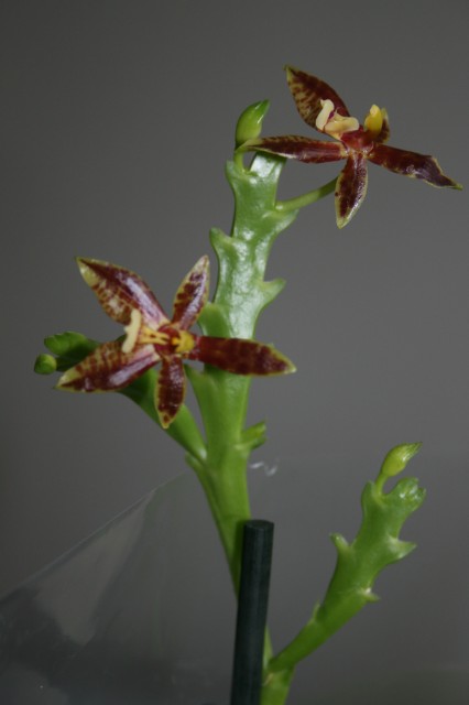 Phal.cornu-cervi (nomi) 006.JPG