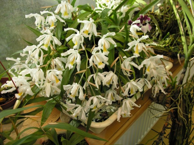 Coelogyne cristata.,.,.jpg
