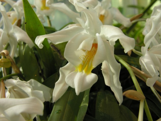 Coelogyne cristata...jpg